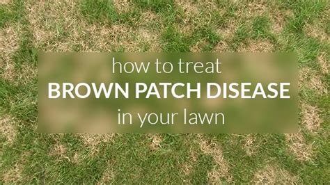 How To Treat Brown Patch Disease In Your Lawn Landscaping Supplies Sydney