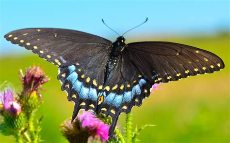 Butterflies are beautiful, flying insects with large, often brightly colored wings. Creature Feature: Black Swallowtail Butterfly - Raritan ...