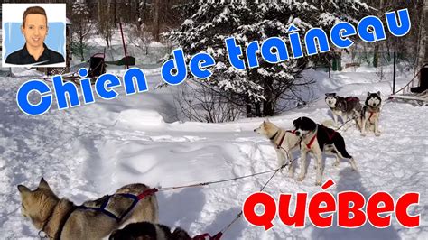 Station du schnepfenried pour ceux qui souhaitent vivre une expérience inoubliable durant les sports d'hivers, la sortie en chiens de traineaux est une expérience unique. Élevage de chien de traîneau Québec - YouTube