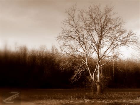 Renidphotography Sepia ~ Trees