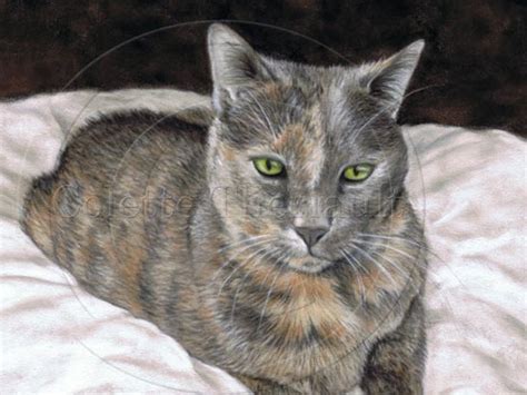 Tortoiseshell Dilute Short Haired Cat Portrait In Pastel Pet