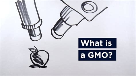 What Are Gmos A Primer For Fda And Usda Labeling Uconn Youtube