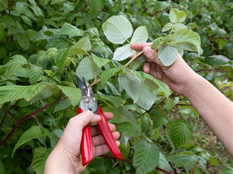 Pruning Raspberry Bushes How And When To Trim Raspberry Bushes