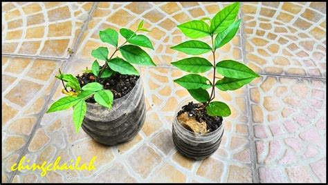 Like many shrubs, jasmine (jasminum officinale) can be propagated through stem cuttings, sliced from the plant and allowed to grow. Simple Living In Nancy: GROWING WATER JASMINE PLANTS, SUI ...