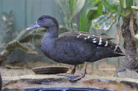 African Black Duck British Waterfowl Association