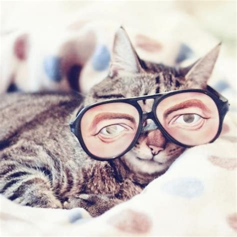Cute Cats Wearing Glasses Cute Cats Cat Wearing Glasses