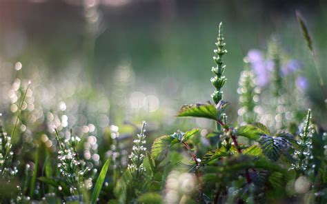 Meadow Hd Wallpaper Background Image 1920x1200