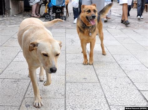 Romanian Parliament Votes To Euthanize Stray Dogs