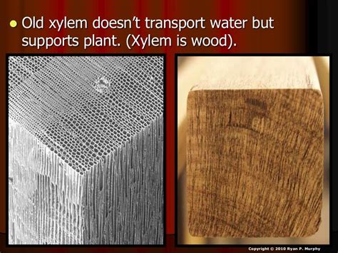 Plant Tissues Woody Plants Xylem Phloem Dendrochronolgy Biology L