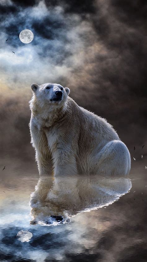 Awesome Polar Bear Wallpapers Top Free Awesome Polar Bear Backgrounds
