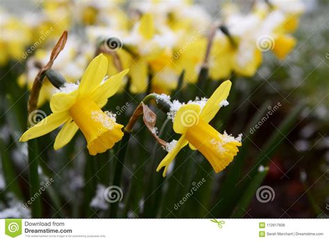 Light Springtime Snow On Yellow Daffodils Stock Photo