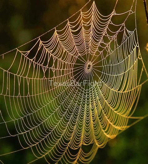 Spider Web Spider Web Spider Silk Spider