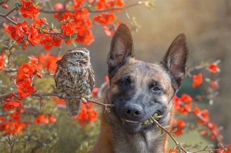 Heres A Dog And His Owl Friend From Twitter Reyebleach