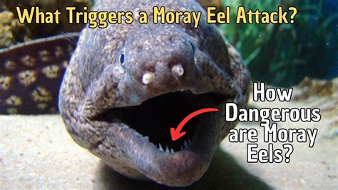 How Dangerous Are Moray Eels What Triggers A Moray Eel Attack Youtube