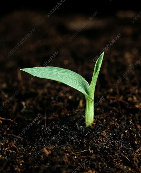 Large Crabgrass Seedling Stock Image C0237073 Science Photo Library