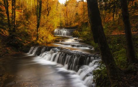 Download Tree Fall Forest Nature Waterfall Hd Wallpaper