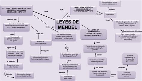 Mapas Conceptuales De Las Leyes De Mendel 【descargar】