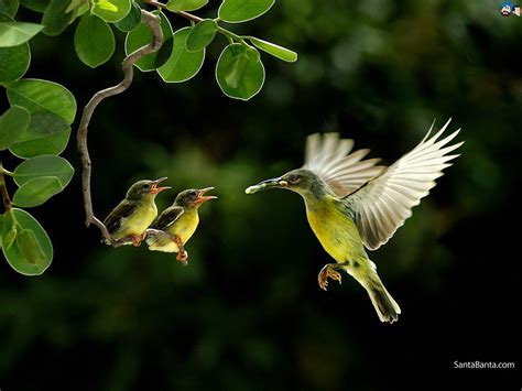 16 Nature With Birds Hd Wallpapers Basty Wallpaper