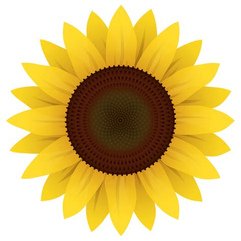 Sunflower Vector Png Image Purepng Free Transparent