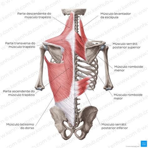 Músculos Do Dorso Anatomia E Funções Kenhub