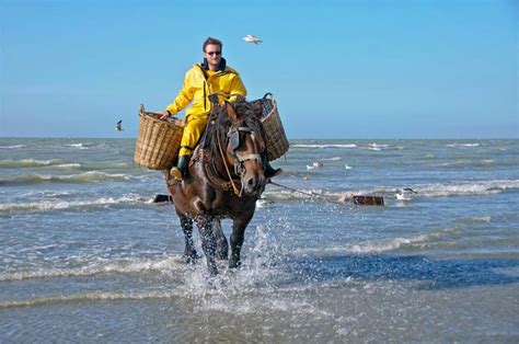 Schelde, sambre ve meuse (maaş). Bir Belçika Geleneği: At Sırtında Karides Balıkçılığı ...