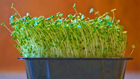 How To Grow Broccoli Microgreens Youtube