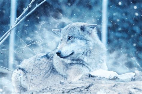 Wolf Tier Schnee Kostenloses Foto Auf Pixabay Pixabay