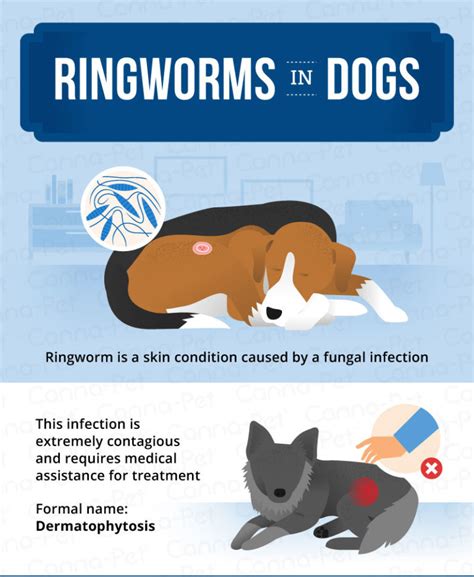 Ringworm In Dogs Causes Signs And Treatment Canna Pet®