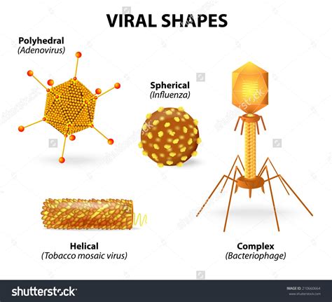 Viral Shapes Vector Illustration Showing That There Are Many Different