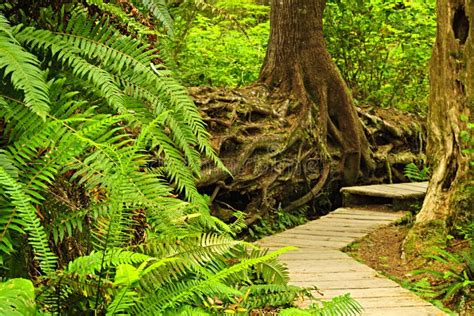 Path In Temperate Rainforest Stock Image Image Of Giant Hiking 33221717