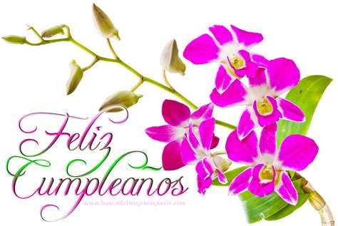 Banco De Imágenes Feliz Cumpleaños Con Rosas Y Orquídeas