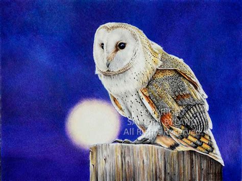 Barn Owl Art Giclee Print By Sandra Passmore Byland Giclee From Original Colored Pencil Owl