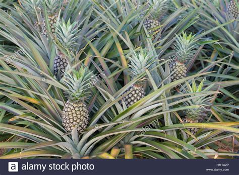 Pineapple Plant Tropical Fruit Growing In A Farm