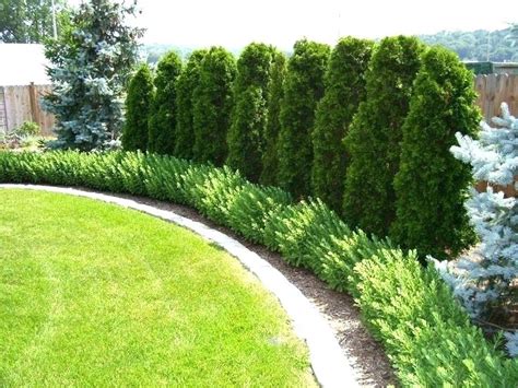 3 Gorgeous Trees For Privacy Westchester Tree Life