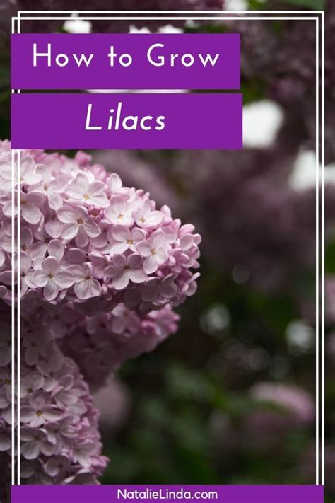 How To Grow A Lilac Bush For Beautiful Blooms In The Spring Flower