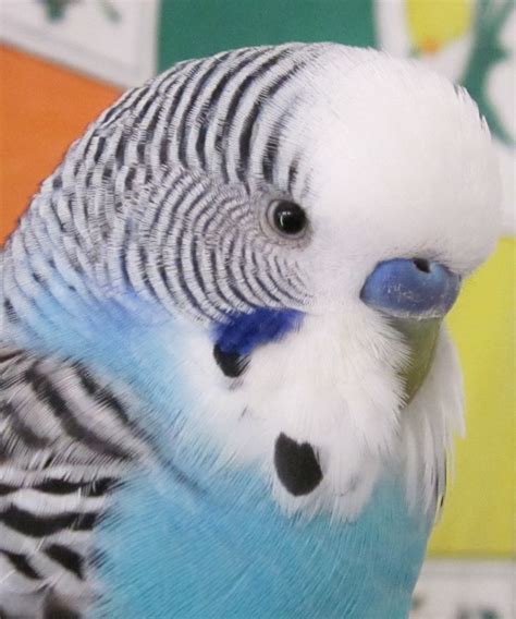 Pin By Teri Dallas On Parakeets Pinterest Parakeet Colors Budgies