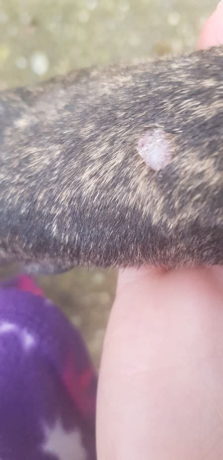 Bumps And Lumps On A Dog Thriftyfun