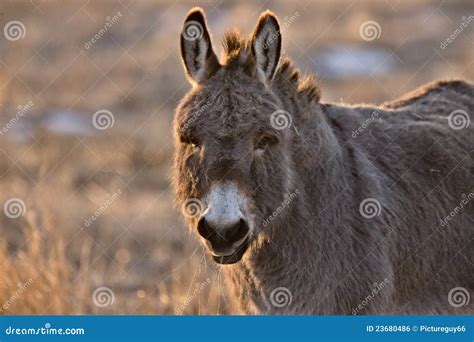 Donkey Aat Sunset Stock Photo Image Of Brown Farm Animal 23680486