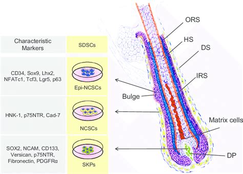 Top 100 Image Diagram Of The Hair Follicle Vn