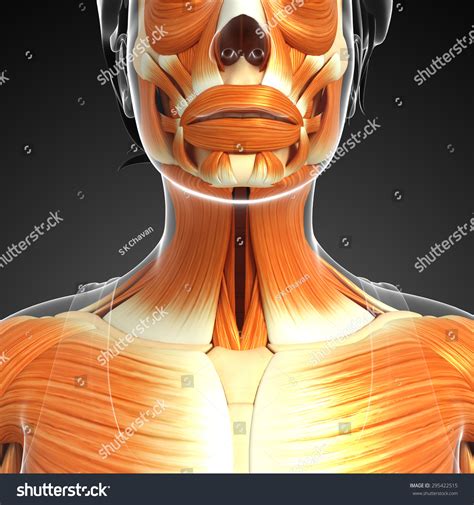 3d Rendered Illustration Neck Muscles Anatomy Stock Illustration