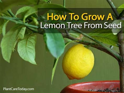 How To Grow A Lemon Tree From Seed Gardening Pinterest