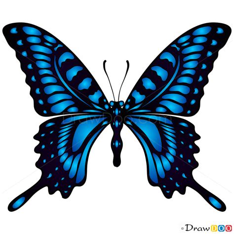 How To Draw Blue Butterfly Butterflies