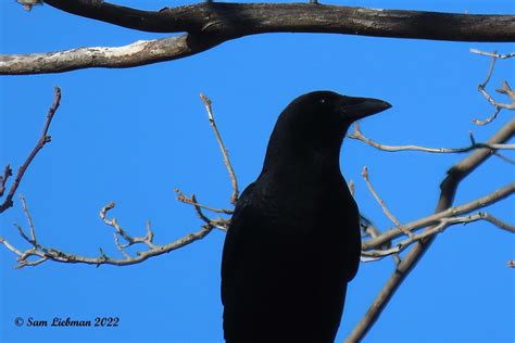 American Crow Corneille Damerique Corvus Brachyrhynchos Flickr