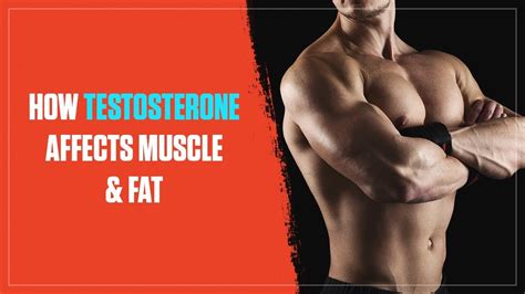 How Testosterone Levels Affect Muscle Growth And Fat Loss Youtube