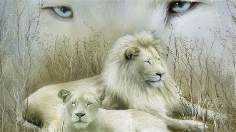 White Lion Wallpapers Wallpaper Cave