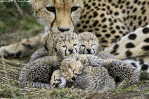 The Tiny Cheetah Cubs That Have A Slow Gentle Start In Life Daily