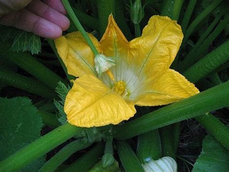 What causes pepper end rot in zucchini. How to Prevent Blossom End Rot in Zucchini Squash by Hand ...