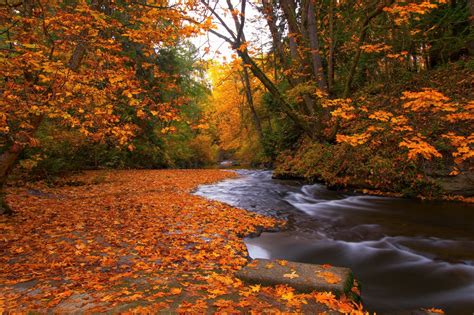 Earth Fall Foliage Forest Rock Stream Tree Orange Color Wallpaper