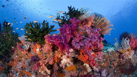 Raja Ampat Underwater Coral Reefs With Beautiful Colors Of