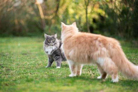 Are Male Cats More Affectionate Than Female Cats Discover The Truth Here